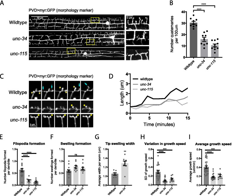 A two-step actin polymerization mechanism drives dendrite branching.