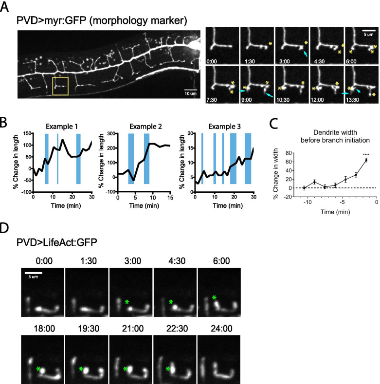 A two-step actin polymerization mechanism drives dendrite branching.
