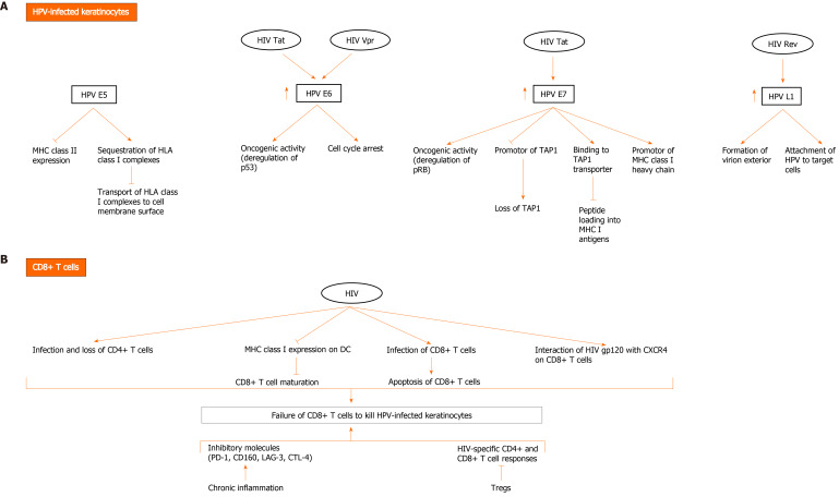 Potential role of micro ribonucleic acids in screening for anal cancer in human papilloma virus and human immunodeficiency virus related malignancies.