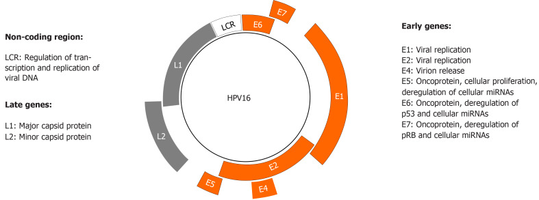 Potential role of micro ribonucleic acids in screening for anal cancer in human papilloma virus and human immunodeficiency virus related malignancies.