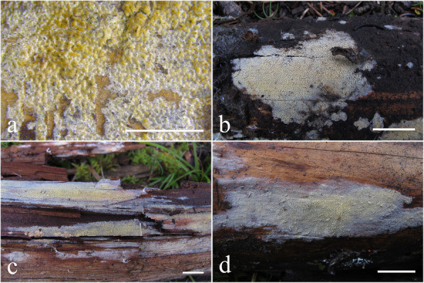 Taxonomy and phylogeny of Resinicium sensu lato from Asia-Pacific revealing a new genus and five new species (Hymenochaetales, Basidiomycota).