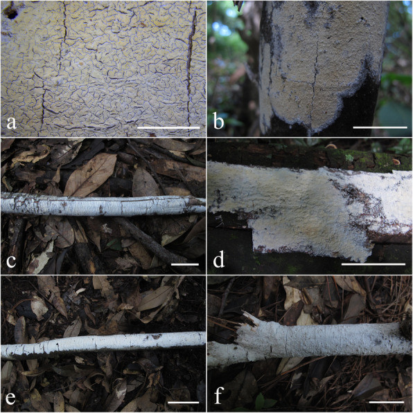 Taxonomy and phylogeny of Resinicium sensu lato from Asia-Pacific revealing a new genus and five new species (Hymenochaetales, Basidiomycota).