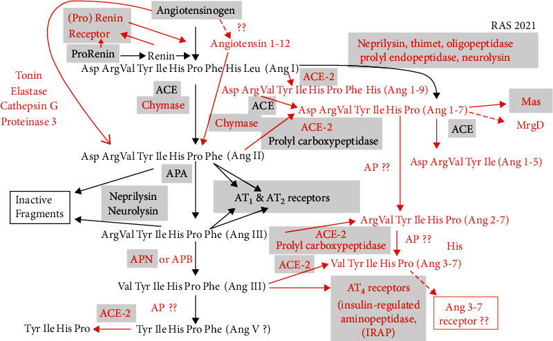 Alterations in Gene Expression of Renin-Angiotensin System Components and Related Proteins in Colorectal Cancer.