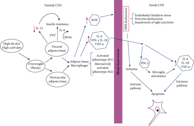 Structural Brain Changes Associated with Overweight and Obesity.