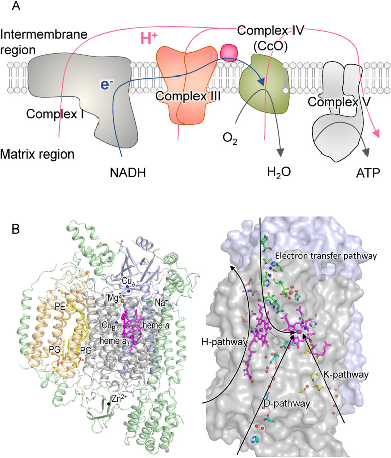 Biochemical and crystallographic studies of monomeric and dimeric bovine cytochrome <i>c</i> oxidase.