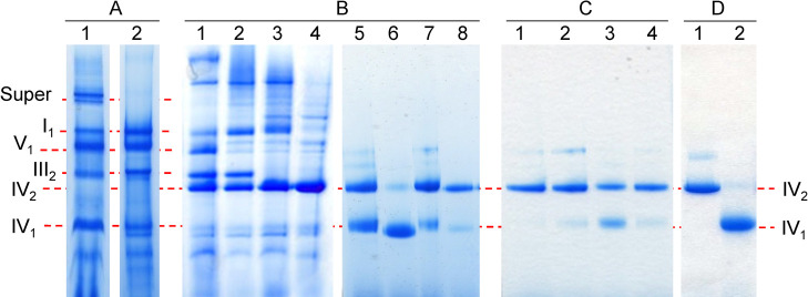 Biochemical and crystallographic studies of monomeric and dimeric bovine cytochrome <i>c</i> oxidase.