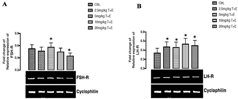 Synthetic Food dyes cause testicular damage via up-regulation of pro-inflammatory cytokines and down-regulation of FSH-R and TESK-1 gene expression.