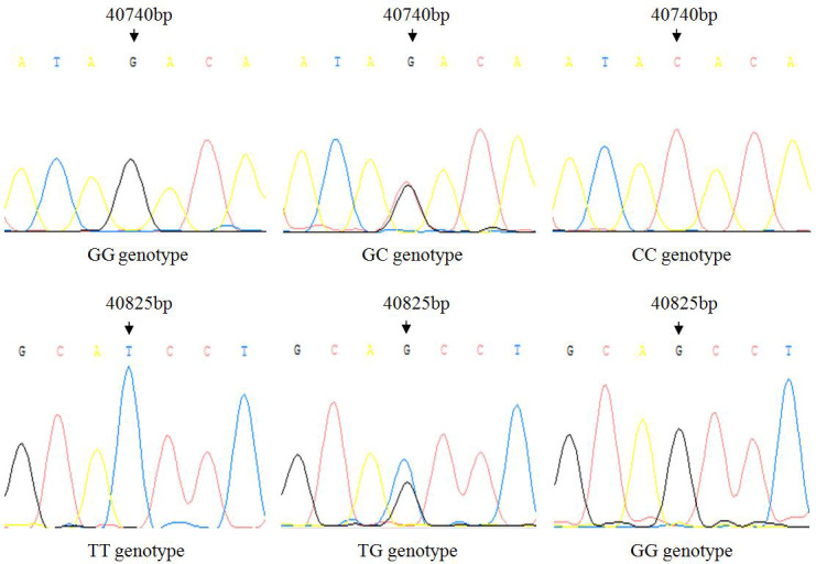 Polymorphism analysis and expression patterns of the <i>IGF1</i> gene in the Shitou goose.