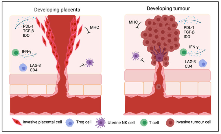 Can Immune Suppression and Epigenome Regulation in Placenta Offer Novel Insights into Cancer Immune Evasion and Immunotherapy Resistance?