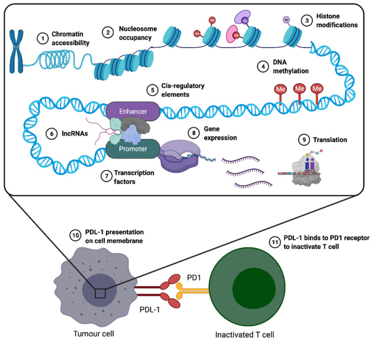 Can Immune Suppression and Epigenome Regulation in Placenta Offer Novel Insights into Cancer Immune Evasion and Immunotherapy Resistance?