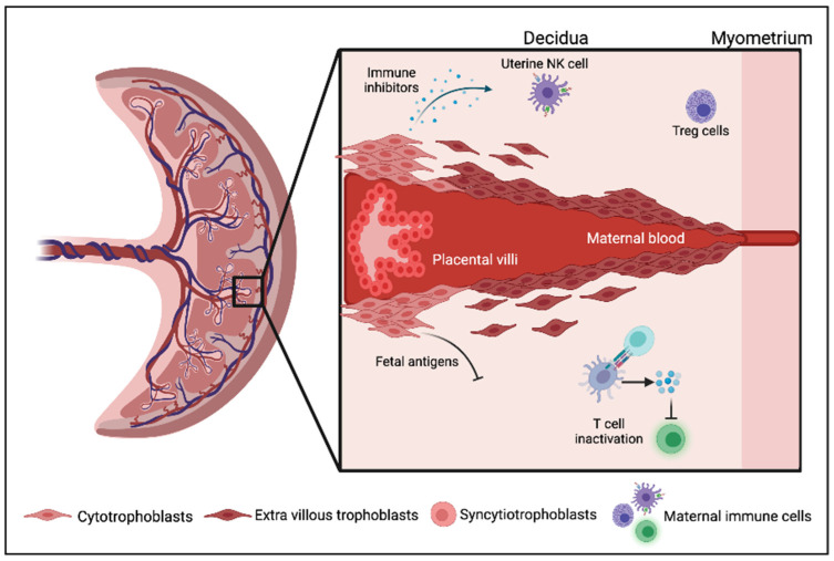 Can Immune Suppression and Epigenome Regulation in Placenta Offer Novel Insights into Cancer Immune Evasion and Immunotherapy Resistance?