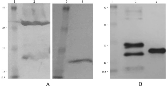 PTD-mediated delivery of α-globin chain into Κ-562 erythroleukemia cells and α-thalassemic (HBH) patients' RBCs ex vivo in the frame of Protein Replacement Therapy.