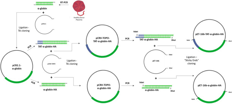 PTD-mediated delivery of α-globin chain into Κ-562 erythroleukemia cells and α-thalassemic (HBH) patients' RBCs ex vivo in the frame of Protein Replacement Therapy.