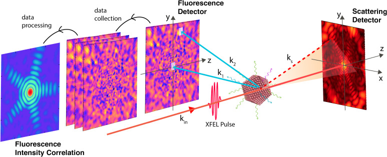 Fluorescence intensity correlation imaging with high spatial resolution and elemental contrast using intense x-ray pulses.