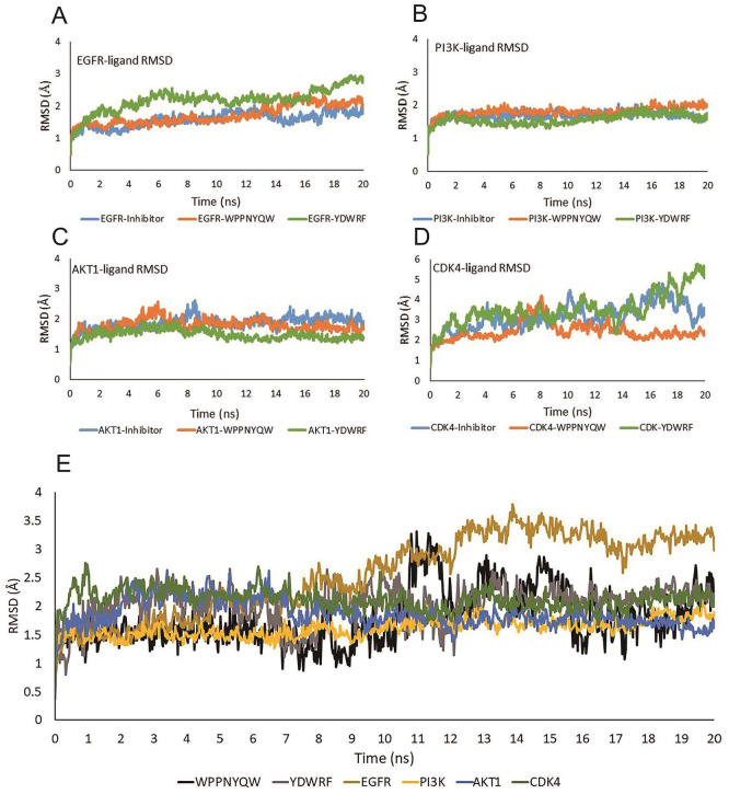 Bioinformatics Study of Sea Cucumber Peptides as Antibreast Cancer Through Inhibiting the Activity of Overexpressed Protein (EGFR, PI3K, AKT1, and CDK4).