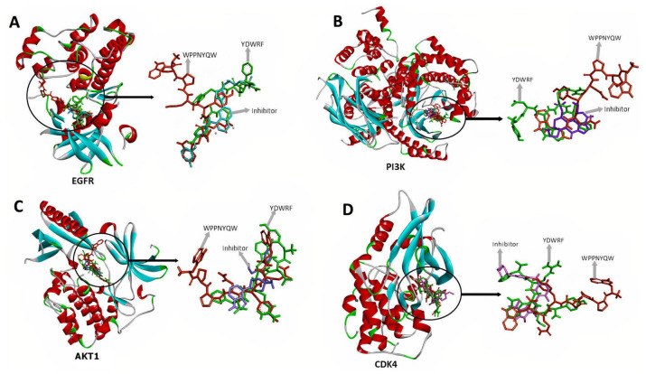 Bioinformatics Study of Sea Cucumber Peptides as Antibreast Cancer Through Inhibiting the Activity of Overexpressed Protein (EGFR, PI3K, AKT1, and CDK4).