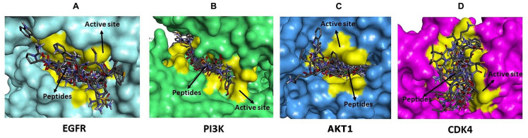 Bioinformatics Study of Sea Cucumber Peptides as Antibreast Cancer Through Inhibiting the Activity of Overexpressed Protein (EGFR, PI3K, AKT1, and CDK4).