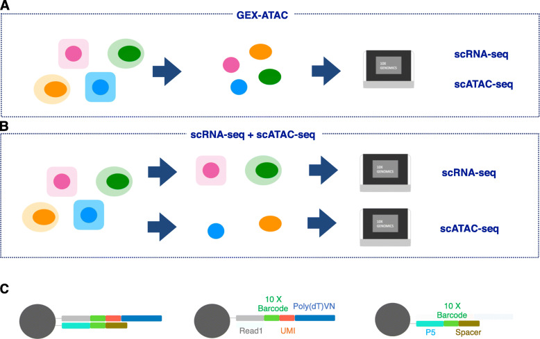 Single-cell and spatial analyses of cancer cells: toward elucidating the molecular mechanisms of clonal evolution and drug resistance acquisition.