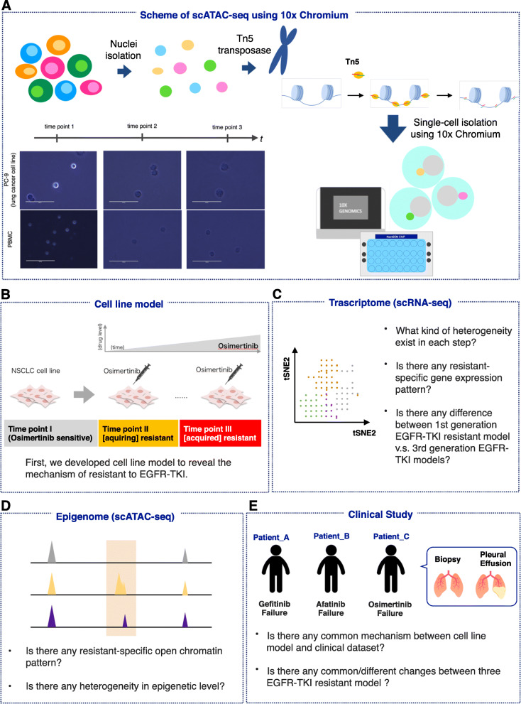 Single-cell and spatial analyses of cancer cells: toward elucidating the molecular mechanisms of clonal evolution and drug resistance acquisition.