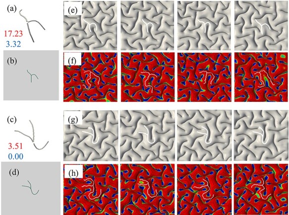 Mechanism Exploration of 3-Hinge Gyral Formation and Pattern Recognition.