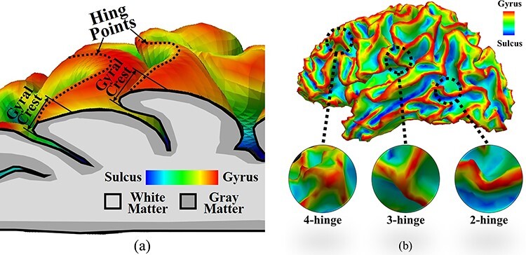 Mechanism Exploration of 3-Hinge Gyral Formation and Pattern Recognition.