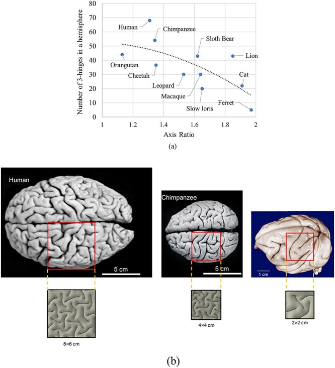 Mechanism Exploration of 3-Hinge Gyral Formation and Pattern Recognition.