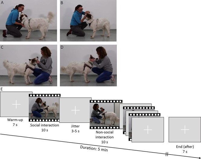 Neural Responses of Pet Dogs Witnessing Their Caregiver's Positive Interactions with a Conspecific: An fMRI Study.