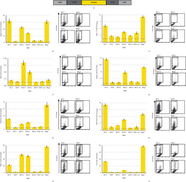 In Vitro Comparison of the Internal Ribosomal Entry Site Activity from Rodent Hepacivirus and Pegivirus and Construction of Pseudoparticles.