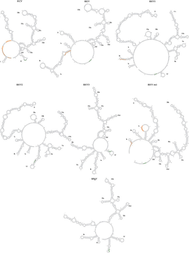 In Vitro Comparison of the Internal Ribosomal Entry Site Activity from Rodent Hepacivirus and Pegivirus and Construction of Pseudoparticles.