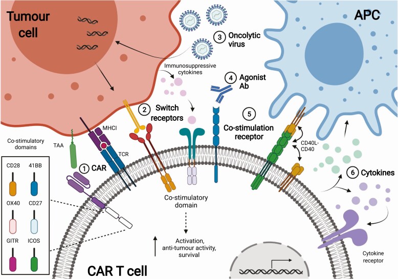 Enhancing co-stimulation of CAR T cells to improve treatment outcomes in solid cancers.