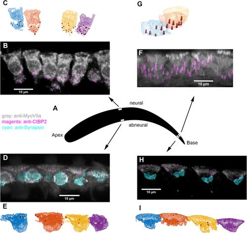 Developmental maturation of presynaptic ribbon numbers in chicken basilar-papilla hair cells and its perturbation by long-term overexpression of Wnt9a