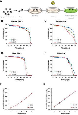 A reduced-sucrose diet increases the sensitivity of Drosophila melanogaster to radiation