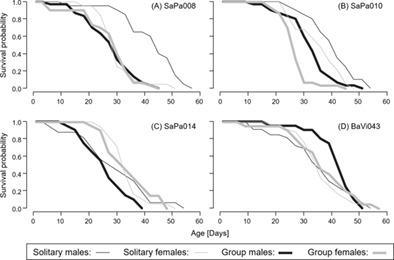 Intraspecific variation in longevity of Drosophila prolongata (Diptera: Drosophilidae) under solitary and group conditions