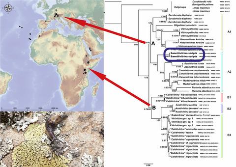 Phylogenetic position of African Vitrinidae: Old family groups unraveled