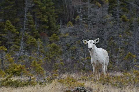 Heterothermy, body size, and locomotion as ecological predictors of migration in mammals