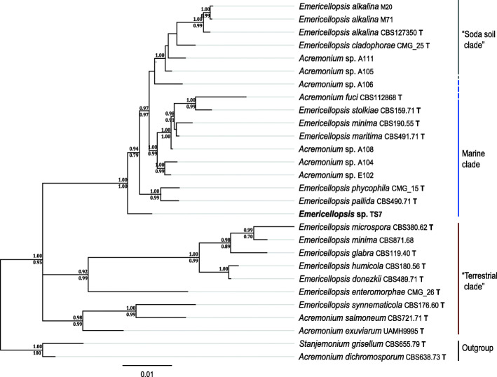 Genomic characterization of three marine fungi, including Emericellopsis atlantica sp. nov. with signatures of a generalist lifestyle and marine biomass degradation.