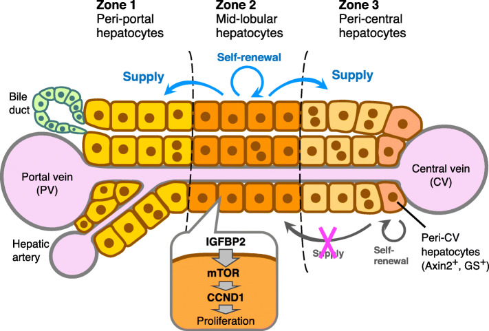 The truth lies somewhere in the middle: the cells responsible for liver tissue maintenance finally identified.