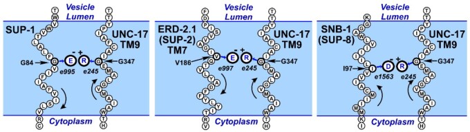 Allele-specific suppression in Caenorhabditis elegans reveals details of EMS mutagenesis and a possible moonlighting interaction between the vesicular acetylcholine transporter and ERD2 receptors.