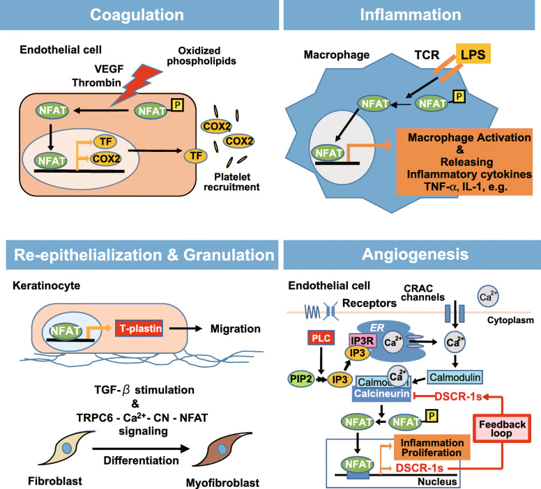 Calcineurin-nuclear factor for activated T cells (NFAT) signaling in pathophysiology of wound healing.