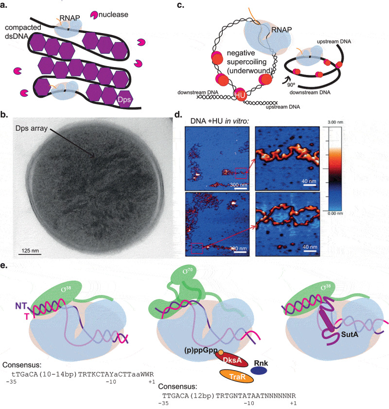 Bacterial transcription during growth arrest.