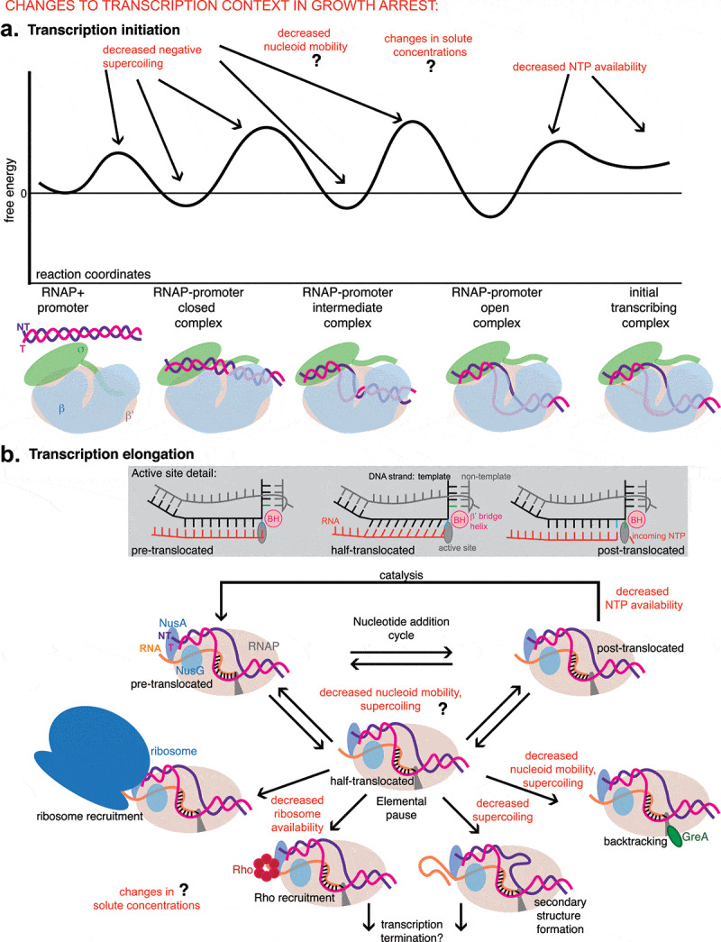 Bacterial transcription during growth arrest.