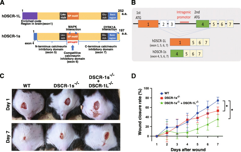 Calcineurin-nuclear factor for activated T cells (NFAT) signaling in pathophysiology of wound healing.