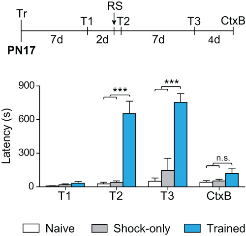 Recovery of memory from infantile amnesia is developmentally constrained.
