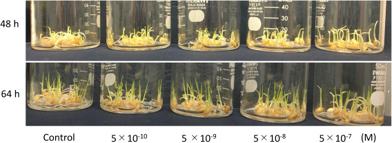 Effects of brassinolide on the growing of rice plants.