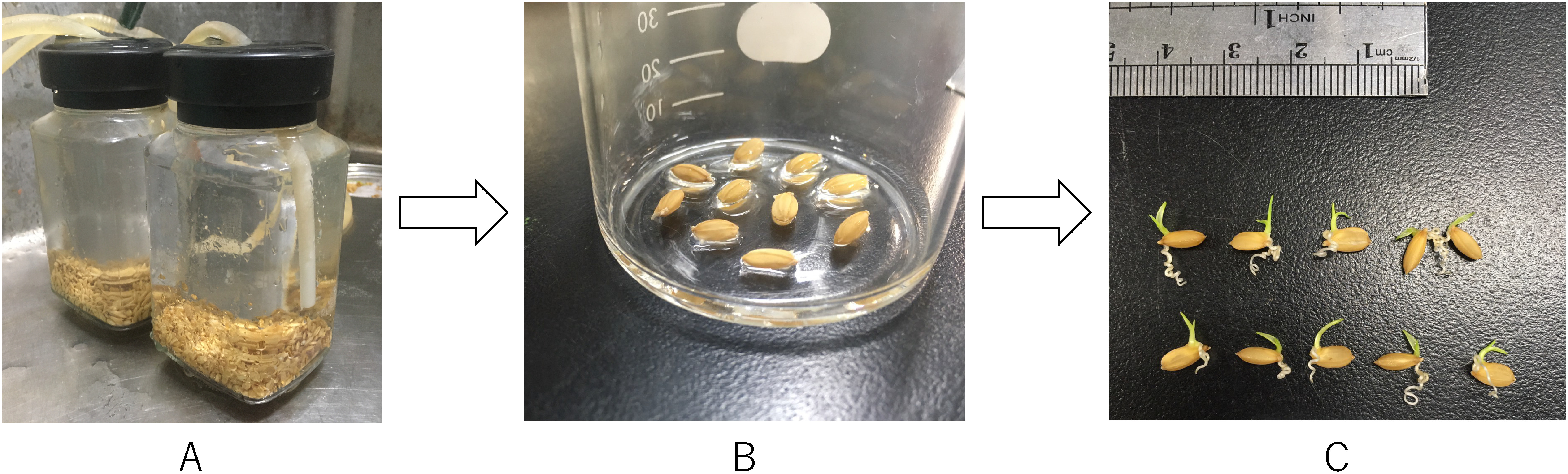 Effects of brassinolide on the growing of rice plants.