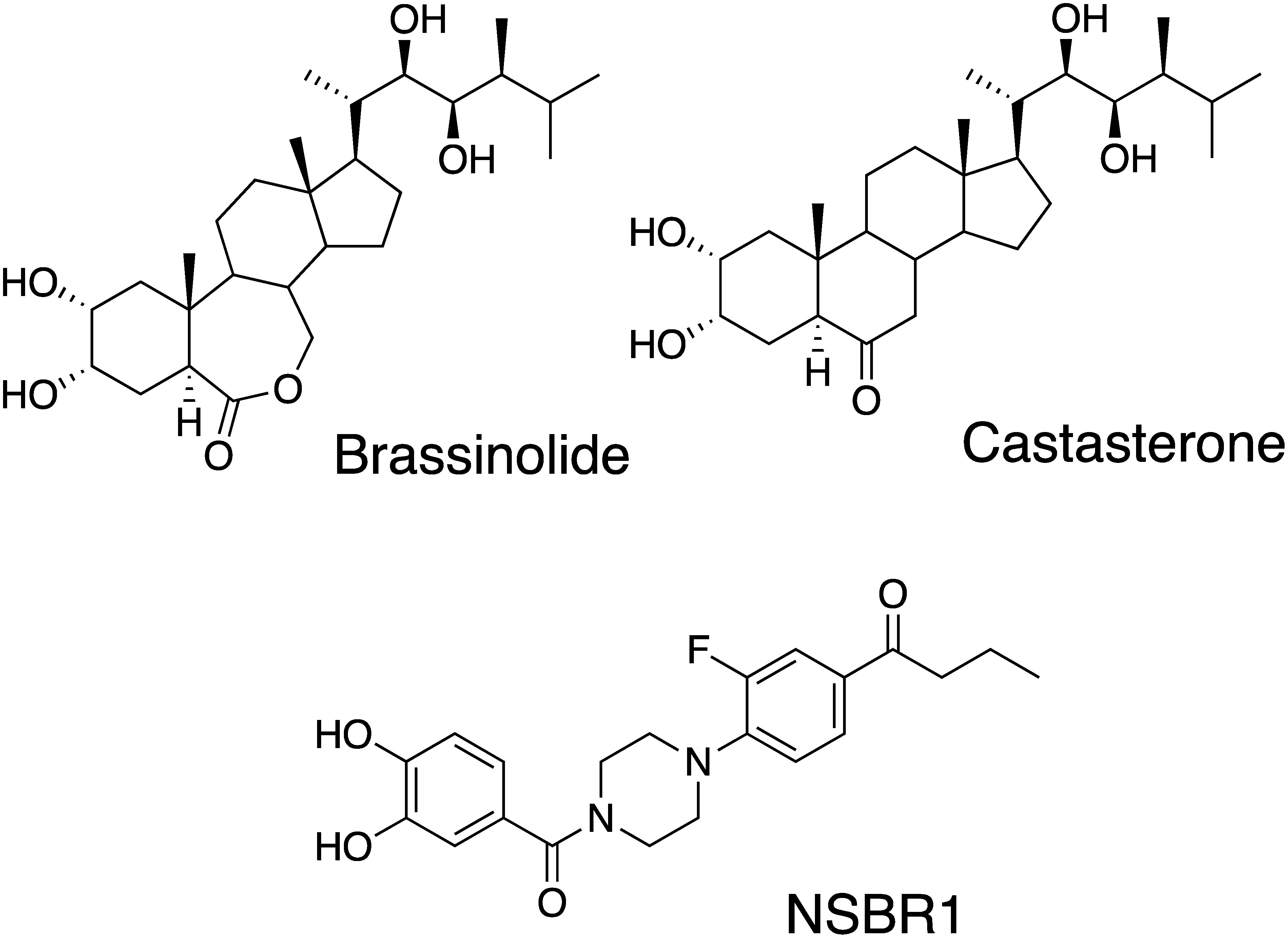 Effects of brassinolide on the growing of rice plants.