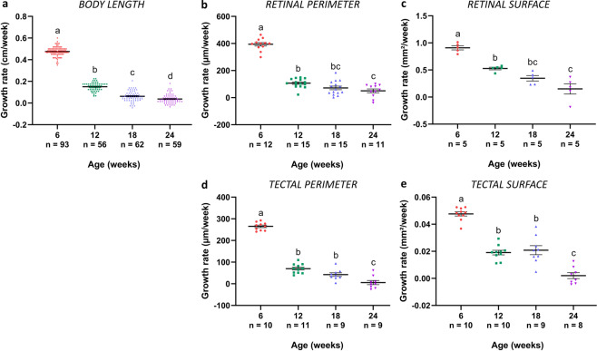 The killifish visual system as an in vivo model to study brain aging and rejuvenation.