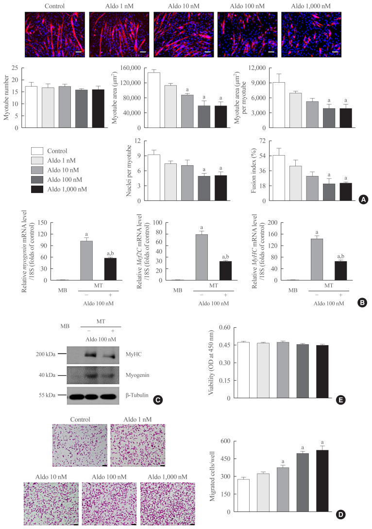 Aldosterone Inhibits In Vitro Myogenesis by Increasing Intracellular Oxidative Stress via Mineralocorticoid Receptor.