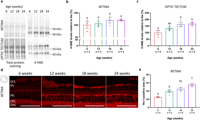 The killifish visual system as an in vivo model to study brain aging and rejuvenation.