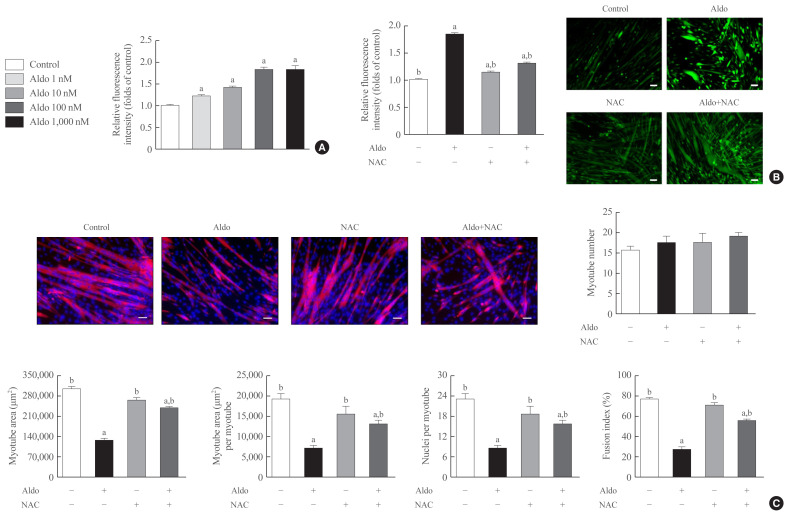 Aldosterone Inhibits In Vitro Myogenesis by Increasing Intracellular Oxidative Stress via Mineralocorticoid Receptor.